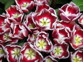 Close-up of flowers blooming outdoors