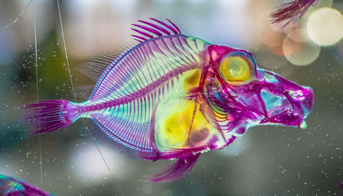 Close-up of fish swimming in aquarium