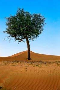 Tree in desert against clear blue sky