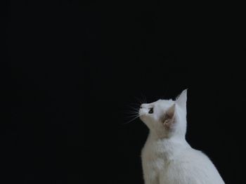 Cat looking away against black background