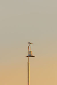 Seagull on a lantern, ocean, mediterranean