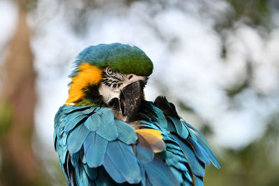 Close-up of a parrot