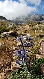 Close-up of purple flowering plant on field