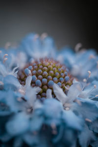 Close-up of flowers