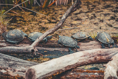 Close-up of lizard on wood