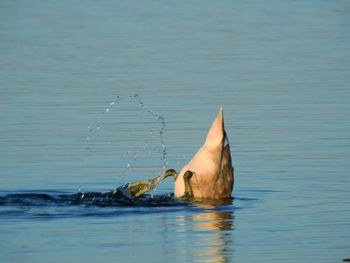 View of turtle swimming in sea