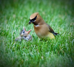 Cedar waxwing feeding chick on grassy field