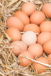 High angle view of eggs in container