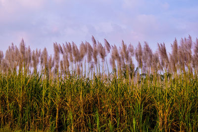 Close-up of stalks in field against sky