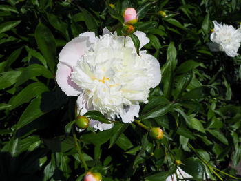 Close-up of white rose