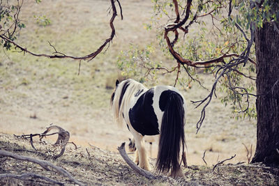 Rear view of gypsy horse by tree on field