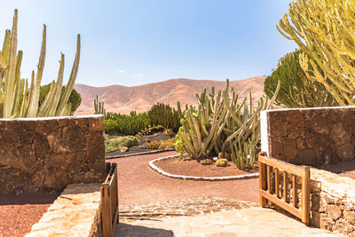 Cactus growing on land against sky