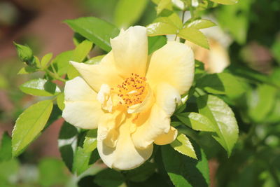 Close-up of flower blooming outdoors