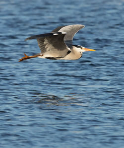 Bird flying over water