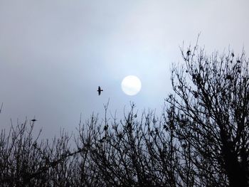 Low angle view of silhouette bird flying against sky