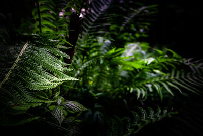 Close-up of fern leaves on tree in forest