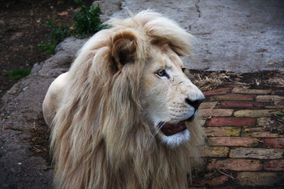 Close-up of white lion