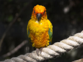 Close-up of parrot