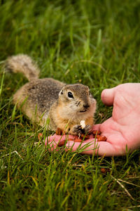 Close-up of hand holding squirrel