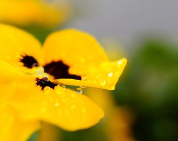 Close-up of insect on yellow flower