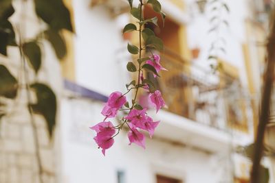 Close-up of flowers against blurred background