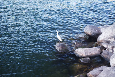 High angle view of duck swimming in lake