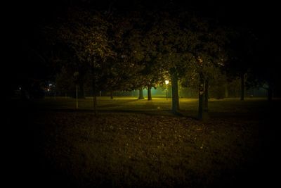 Trees on grassy field at night