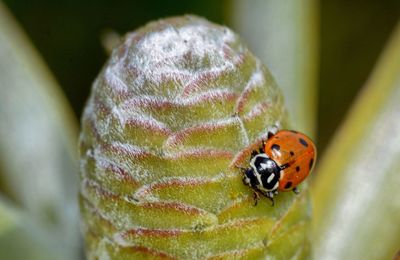 Close-up of ladybug on leaf