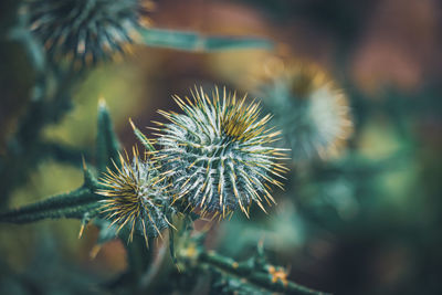 Close-up of dandelion on field