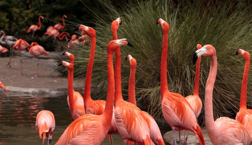 Close-up of birds on red leaves