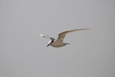 Low angle view of seagull flying in sky