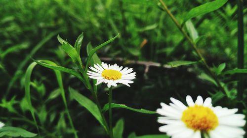 Close-up of white daisy flowers