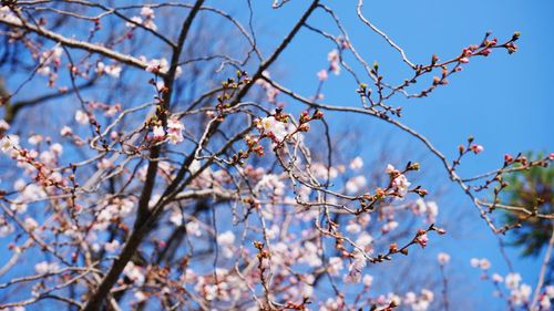 Low angle view of cherry blossoms against blue sky