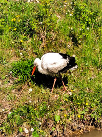 Bird perching on field by lake