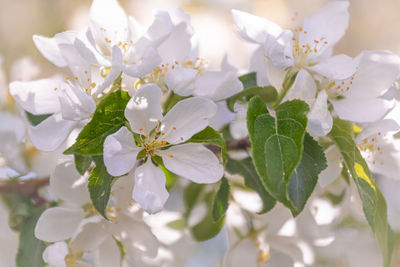 Close-up of white cherry blossoms