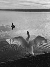 Swans swimming in lake