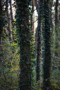 Pine trees in forest