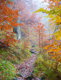 Trees in forest during autumn