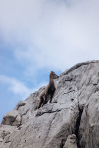 Low angle view of chamois and  rock formation against sky