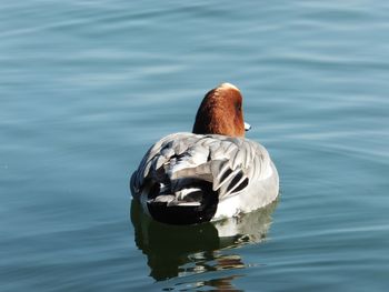 Rear view of a duck swimming in lake