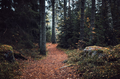 Trees growing in forest