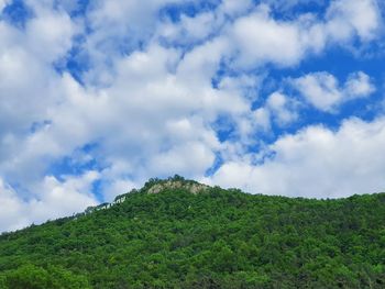 Low angle view of plants on land against sky