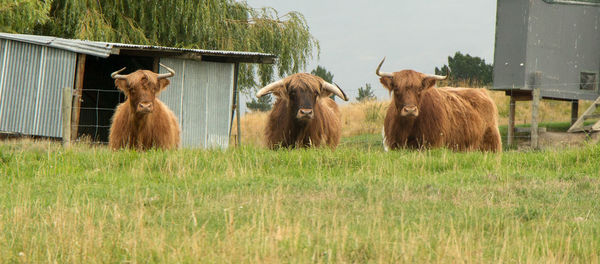 Sheep on field against sky