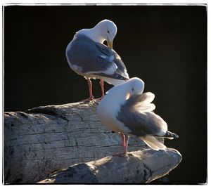 Close-up of seagull perching on wooden post
