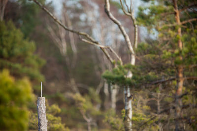 Close-up of tree trunk in forest