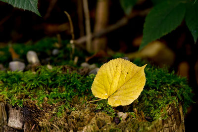 Close-up of yellow leaf