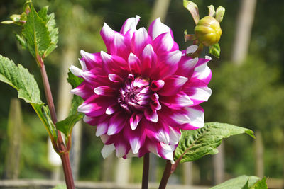 Close-up of pink flowering plant