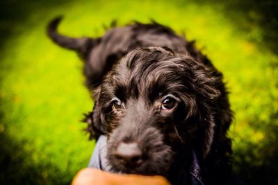 Portrait of a dog