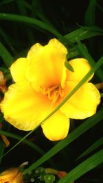 Close-up of yellow flower