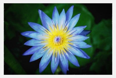 Close-up of purple flower